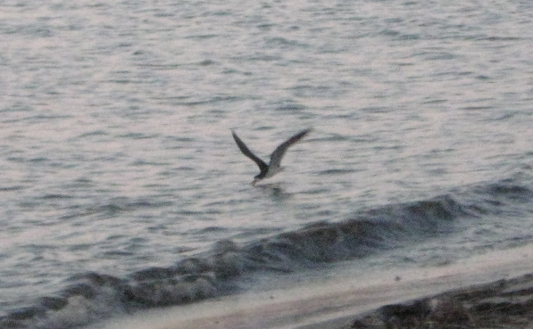 birds skimmer